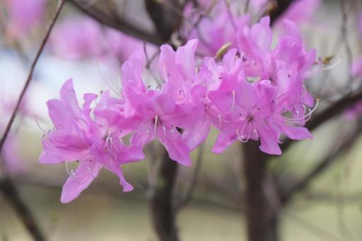 春の花 春の花の写真
