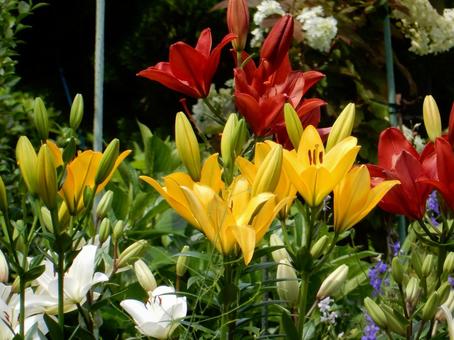 【花の写真】百合の花 【花の写真】百合の花 ユリ,百合,植物の写真素材