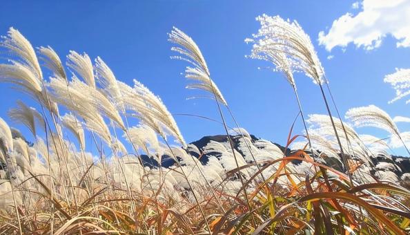 Autumn scenery: Japanese pampas grass and blue skies, JPG
