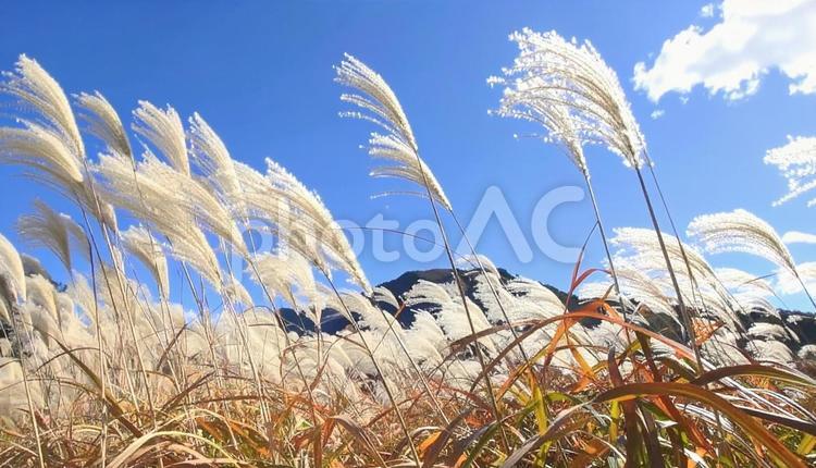 秋の風物詩　ススキと青空 ススキ,秋,秋の風物詩の写真素材