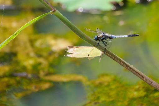 Photo, dragonfly, shicharatombo, insect, 