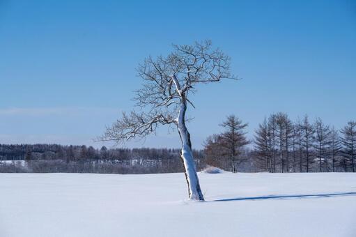 雪原に佇む造形的な大樹 樹木,枝ぶり,雪原の写真素材