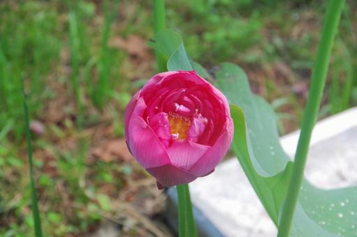 Miniature water lilies beginning to bloom, JPG