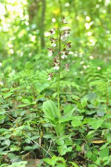 Photo, plant, ebene, a flower, 