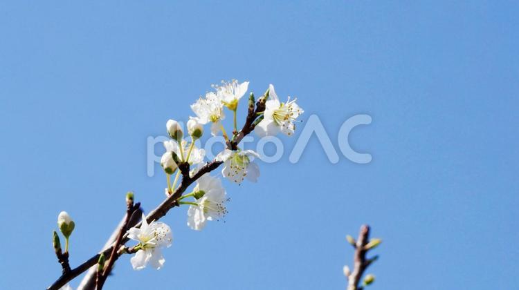 純白で透きとおるスモモの花 スモモ,白,花の写真素材