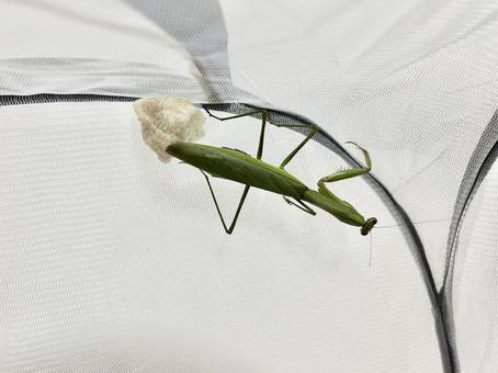 産卵するカマキリ 産卵,カマキリ,産卵中の写真素材