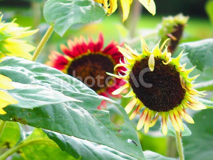 種類色々 花,植物,ひまわりの写真素材
