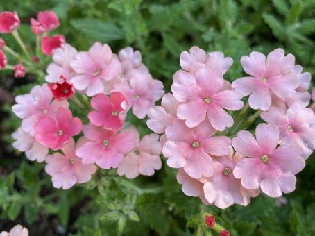 Photo, pink, flowers, court, 