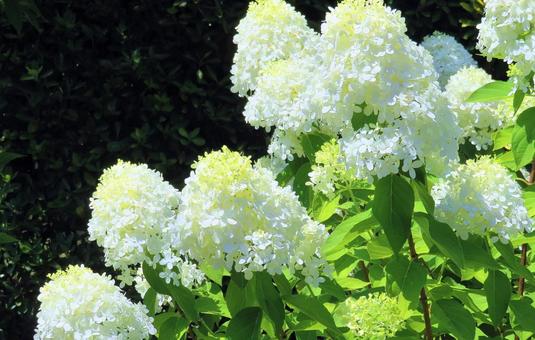 ノリウツギの花 ノリウツギの花の写真