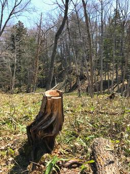 切り株 木材,自然,木の写真素材