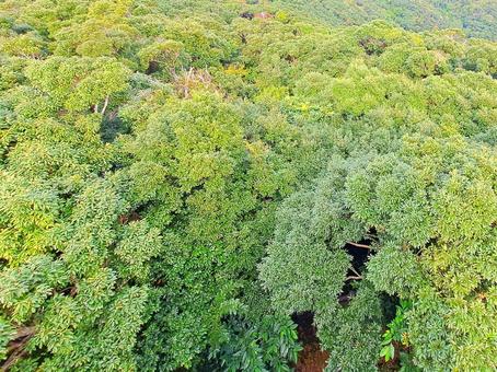 上から見た森　テクスチャ 上から,森,テクスチャの写真素材