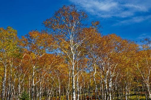 ダケカンバの紅葉 ダケカンバの紅葉 ダケカンバ,白樺,紅葉の写真素材