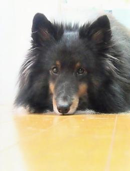 愛犬シェルティ002 愛犬シェルティ002の写真