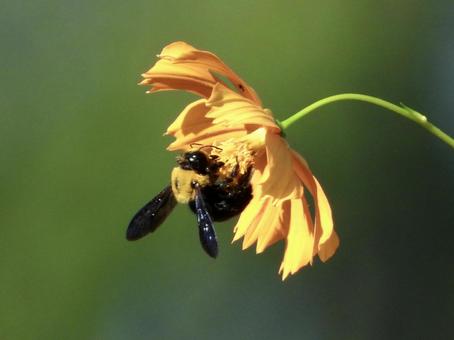 花にとまるハチ 花にとまるハチの写真