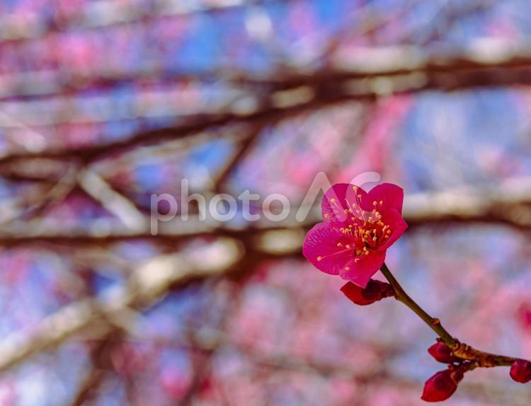 運動公園　梅の花ｰ7 運動公園,梅花,梅の写真素材