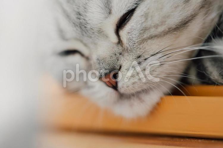 スコティッシュの仔猫のアップ２ 仔猫,猫,スコティッシュフォールドの写真素材