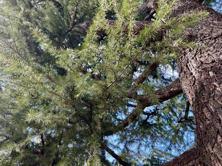 カラマツの木 カラマツの木 唐松,木,マツ科の写真素材