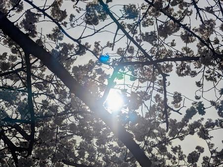Photo, cherry blossoms, spring, sun, 