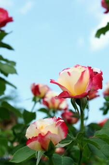 バラの花 バラの花の写真