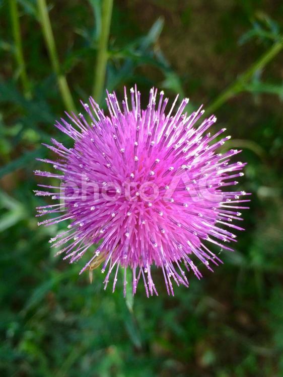 アザミの花が花火のように見える 自然,花,植物の写真素材