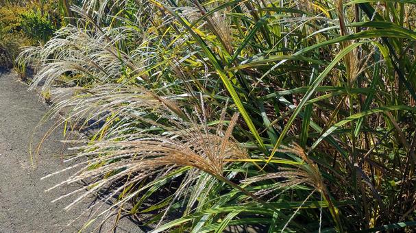 秋風に靡く銀の穂-02 秋,ススキ,自然の写真素材