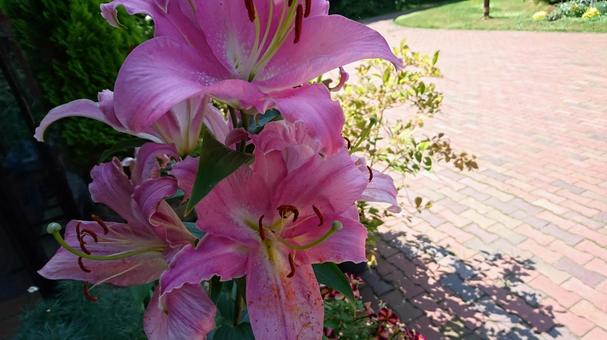 ピンクの花 ユリ ピンクの花 ユリの写真