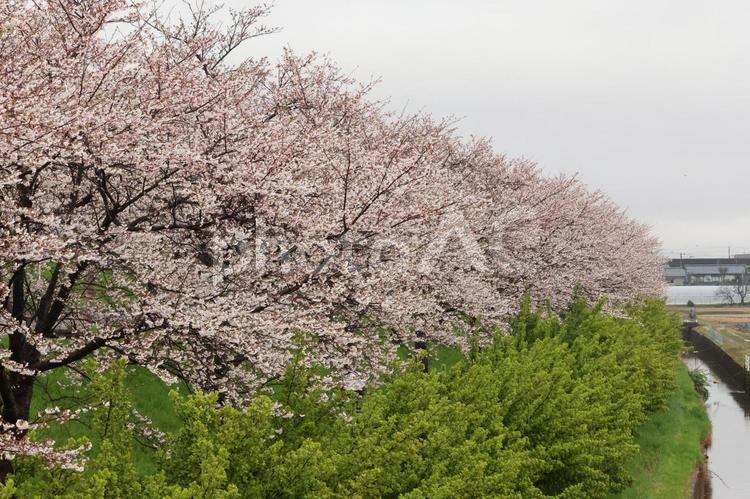 大河津分水桜並木 サクラ,大河津分水桜並木,新潟の写真素材