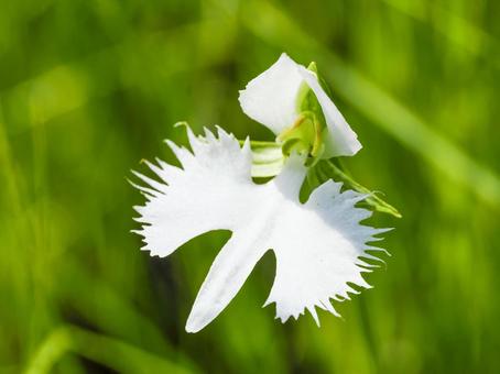サギソウのある風景 サギソウのある風景の写真