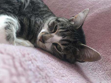 添い寝猫2 添い寝猫2 猫,ネコ,動物の写真素材