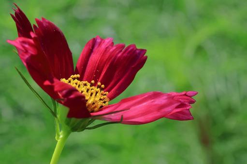 秋風に揺れて咲く コスモス,秋桜,花の写真素材