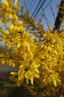 Forsythia, JPG Forsythia, JPG