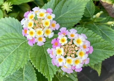 ランタナ七変化の写真