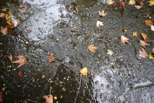 石畳に落ちる枯葉と雨 水面,紅葉,枯葉の写真素材