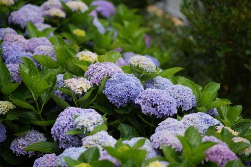 アジサイ(ユーミーパッション) アジサイ(ユーミーパッション) アジサイ,ユーミーパッション,紫陽花の写真素材