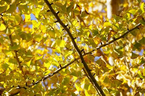 イチョウの葉 イチョウ,木,ギンナンの写真素材