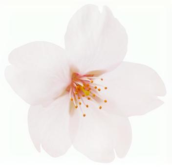 Sakura (with cutout path) Sakura (with cutout path)