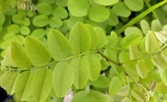 野生の葉っぱ 野生の葉っぱの写真