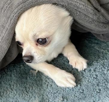 毛布から顔をだすチワワ チワワ,犬,わんちゃんの写真素材