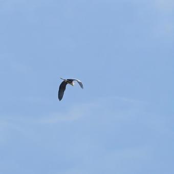 空を飛ぶアオサギ 空を飛ぶアオサギの写真