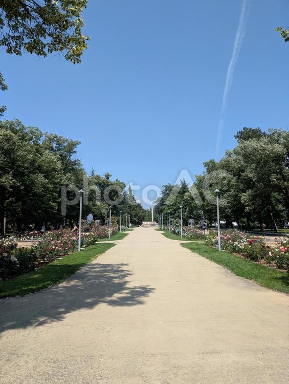 ローズガーデン公園 公園,ローズガーデン,バラの写真素材