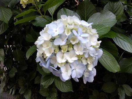 紫陽花 紫陽花の写真