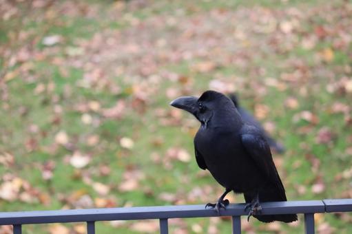 カラス 鳥,野鳥,野生の写真素材