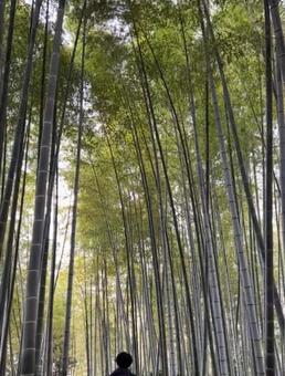 竹林 竹林の写真