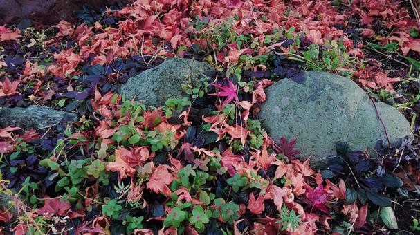 紅葉 自然,風景,景色の写真素材