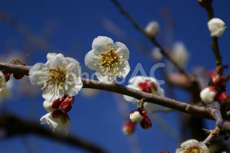 快晴の青空に映える白い梅の花 梅の花,梅,花の写真素材