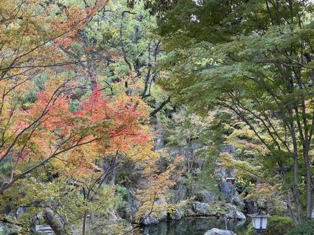 初紅葉 西の丸庭園,紅葉渓庭園,初紅葉の写真素材