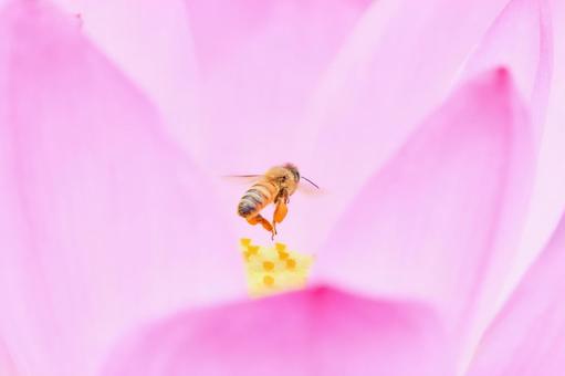 Bees flying on pink lotus flower, JPG Bees flying on pink lotus flower, JPG