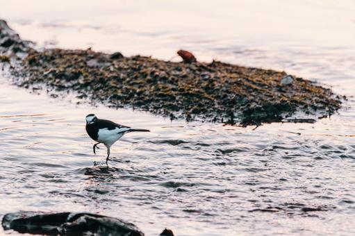 片足でも立てますよ セグロセキレイ,野鳥,小鳥の写真素材