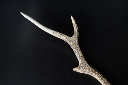 装飾品になるニホンジカの枝角 黒背景 装飾品になるニホンジカの枝角 黒背景の写真