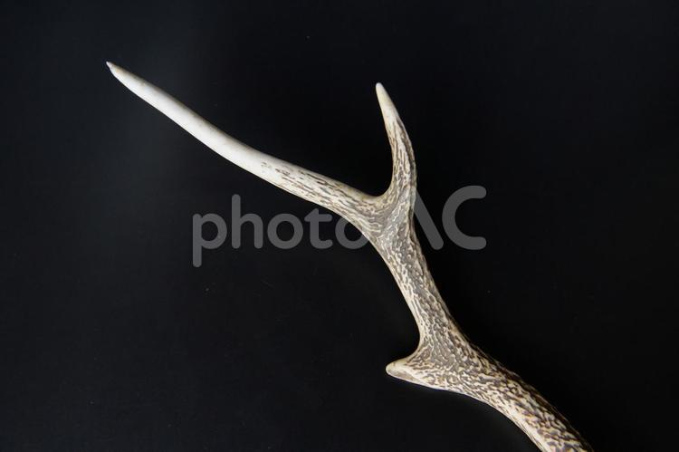 装飾品になるニホンジカの枝角　黒背景 鹿,シカ,ニホンジカの写真素材